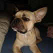 Oscar, Bulldog Francés