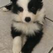Jake, Border Collie