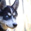 Penny, Husky Siberiano