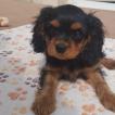 Onyx, Cavalier King Charles Spaniel