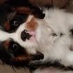 Gibson Lee, Cavalier King Charles Spaniel
