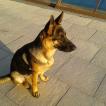 Oxy, Berger Allemand
