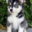Mappy, Husky Siberiano