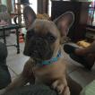 Tank, Bouledogue Français