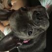 Tia, Bouledogue francese
