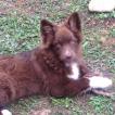 Ollie, Pastor Australiano