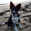 Orka, Border Collie
