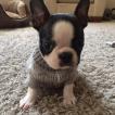Jackson, Boston Terrier