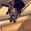 Lincoln, Labrador Retriever