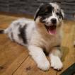 Oshi, Australian Shepherd Dog