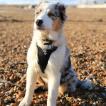 Kato, Australischer Schäferhund