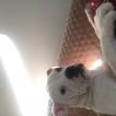 Lilo, Bulldog americano