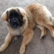 Aslan, Leonberger