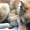 Riko, Akita Japonés