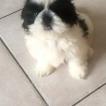Sushi, Shih Tzu