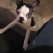 McKenna Heilman, Boston Terrier