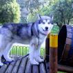 Siku, Malamute