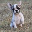 osiris, Bulldog Francés