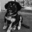 Kuzco, Otros perros