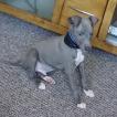 Blue, Whippet