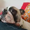 newton, Bulldog Francés