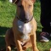 Red, Bull Terrier