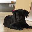 Orka, Cane Corso