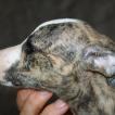 Over von Hoëhenzoller dit OXO, Whippet