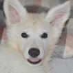 Thor Marshmallow, Pastore Svizzero Bianco