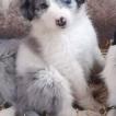 Orsko, Border Collie