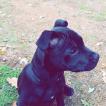 Oslo, Staffordshire Bull Terrier