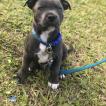 Vinny, Staffordshire Bull Terrier