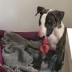Odin, Bull Terrier