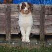 laika, Berger Australien
