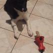 Orka, Border Collie