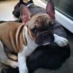 TITAN, Bouledogue francese