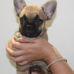 Geogre, Bulldog Francés