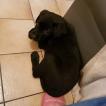 Nouchka, Labrador Retriever