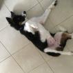 Havena, Border Collie