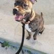Oska, Staffordshire Bull Terrier