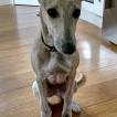 Sasha, Whippet