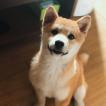 Zhuzhu, Shiba