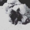 Lucky, Yorkshire Terrier
