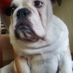Joker, Bulldog