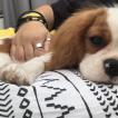 Okinawa, Cavalier King Charles Spaniel