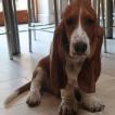 Lincoln, Basset Hound