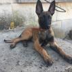 Olaf, Pastor Belga Malinois