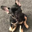 Reggie, Bulldog Francés