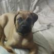 Larry, Bullmastiff