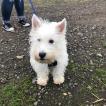Tam, Westies